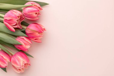 Pastel masa zemininde pembe lale çiçeği ve metin için kopya alanı. Aşk, Uluslararası Kadınlar Günü, Anneler Günü ve Sevgililer Günü konsepti.