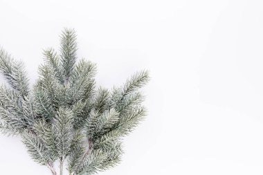 Beyaz arka planda iğneler olan firavun ağacı ladin dalı. Çam dalı. Noel köknarı.