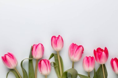 Pastel arka planda pembe lale çiçekleri.