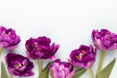 Pastel arka planda leylak lale çiçekleri.