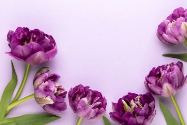 Pastel arka planda leylak lale çiçekleri.