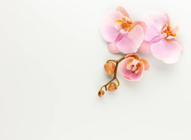 Pastel arkaplanda pembe orkide temalı nesneler.