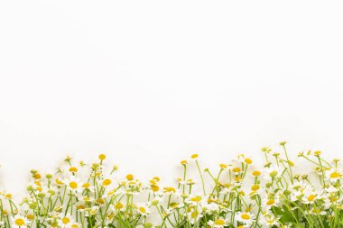 Beyaz arka planda papatya çiçekleri. Düz yatıyordu.