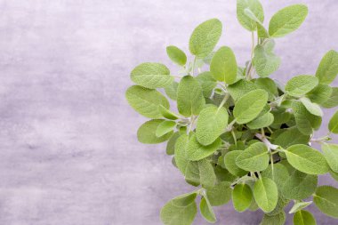 Salvia bitkisi beyaz arka planda izole edilmiş. Üst Manzara. Düz uzanma deseni.