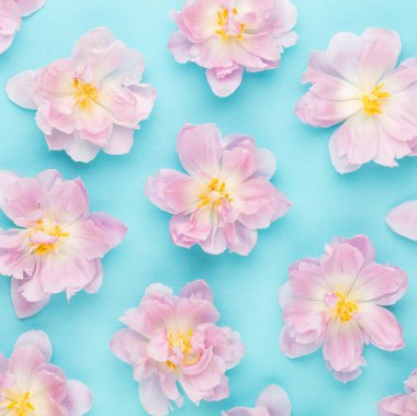 Pastel arka planda pembe laleler çiçek açıyor..