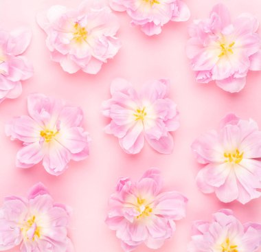 Pastel arka planda pembe laleler çiçek açıyor..