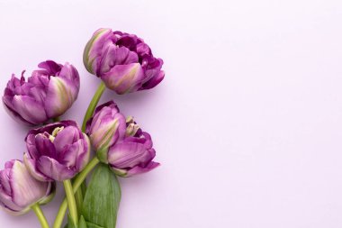 Pastel arka planda leylak lale çiçekleri.