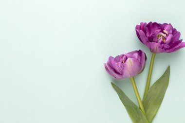 Pastel arka planda leylak lale çiçekleri.