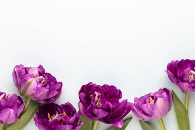 Pastel arka planda leylak lale çiçekleri.