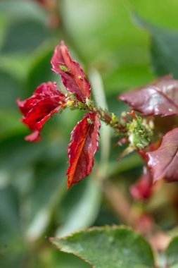 Bir tomurcuğa yeşil yaprak bitleri. Gül tomurcukları üzerindeki yaprak biti kolonisi, bahçe haşeresi.