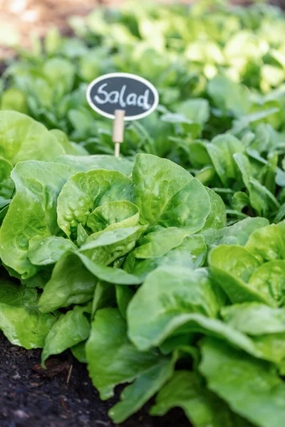 Laitue Fraîche Dans Potager — Photo