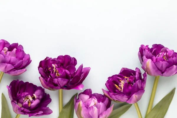 Pastel arka planda leylak lale çiçekleri.