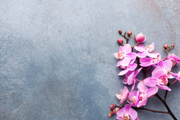 Orchidée Rose Sur Fond Pastel Fond Spa — Photo