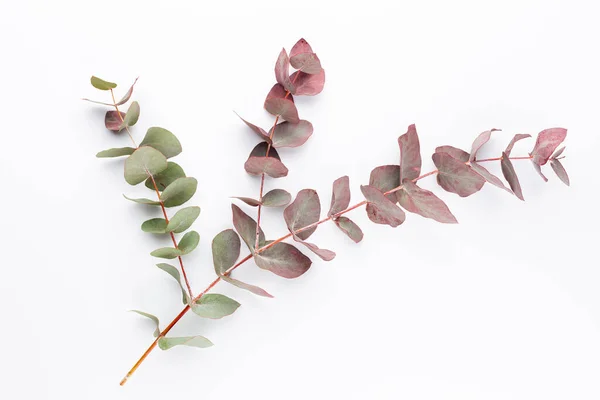Složení Eukalyptu Vzor Různých Barevných Květin Bílém Pozadí Plocha Ležela — Stock fotografie
