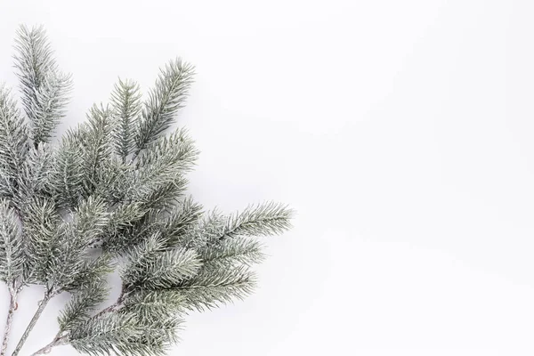 Fir Tree Spruce Branch Needles White Background Pine Branch Christmas — Stock Photo, Image