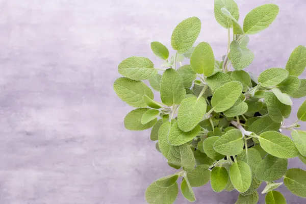 Salvia Bitkisi Beyaz Arka Planda Izole Edilmiş Üst Manzara Düz — Stok fotoğraf