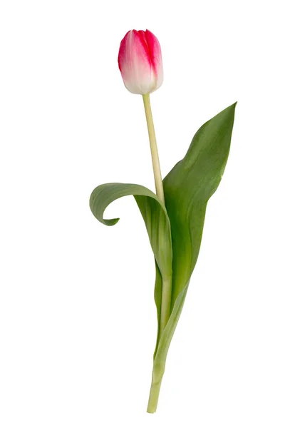 Bunga Tulip Lilac Pada Latar Belakang Putih — Stok Foto