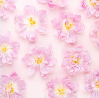 Pastel arka planda pembe laleler çiçek açıyor..