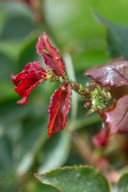 Bir tomurcuğa yeşil yaprak bitleri. Gül tomurcukları üzerindeki yaprak biti kolonisi, bahçe haşeresi.