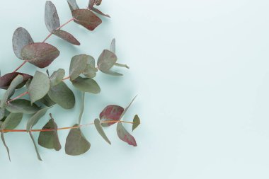 Okaliptüs kompozisyonu. Beyaz arka planda çeşitli renkli çiçeklerden oluşan desen. Düz yaşam stiil yatıyordu.