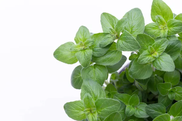 Hierba Perejil Albahaca Salvija Hojas Tomillo Especias Menta Sobre Fondo — Foto de Stock