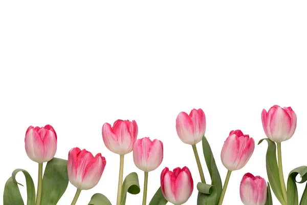 Lilac Tulip Flowers White Background — Stock Photo, Image