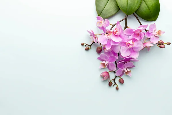 Orchidée Rose Sur Fond Pastel Fond Spa — Photo