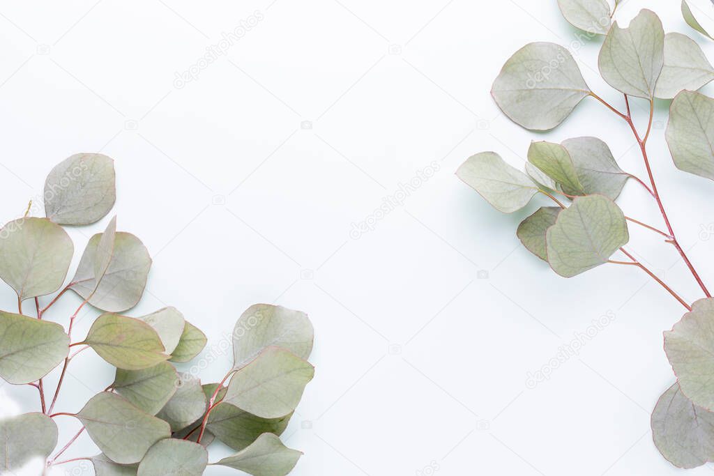 Green leaves eucalyptus on pastel background. flat lay, top view.