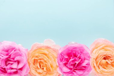 Pastel arka planda güller. Anneler günü, sevgililer günü, doğum günü kutlaması konsepti. Tebrik kartı. Metin için boşluk kopyala, üst görünüm.