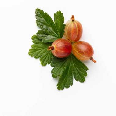 Beyaz arka planda bektaşi üzümü yapraklı olgun kırmızı Bektaşi üzümü..