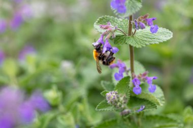 Yaban arısı Fireweed çiçekleriyle besleniyor