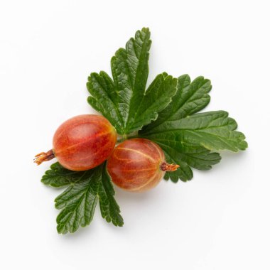 Beyaz arka planda bektaşi üzümü yapraklı olgun kırmızı Bektaşi üzümü..