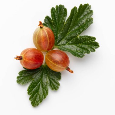 Beyaz arka planda bektaşi üzümü yapraklı olgun kırmızı Bektaşi üzümü..