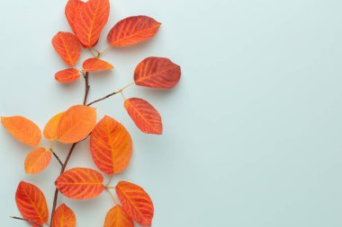 Sonbahar akçaağaç yaprakları beyaz arkaplanda izole edilmiş.