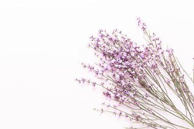 Çiçek kompozisyonu. Pembe arka planda pembe çiçekler. Paskalya, bahar konsepti. Tebrik kartı, düz konum, üst görünüm. 