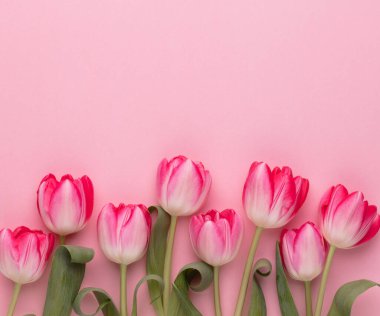 Pastel arka planda pembe lale çiçekleri.