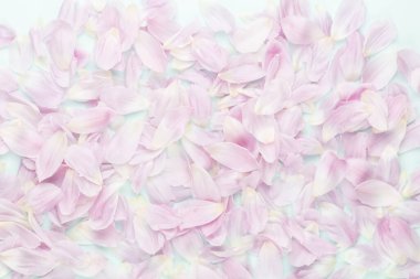 Pastel arka planda pembe lale yaprakları.