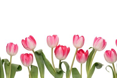 Beyaz arka planda leylak rengi lale çiçekleri.