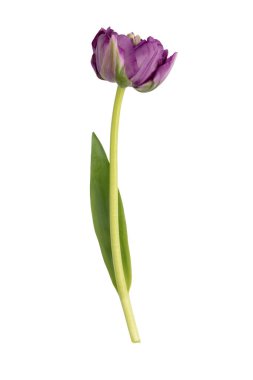 Beyaz arka planda leylak rengi lale çiçekleri.