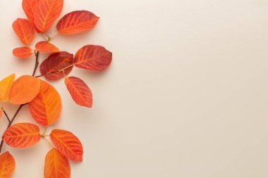 Sonbahar akçaağaç yaprakları beyaz arkaplanda izole edilmiş.