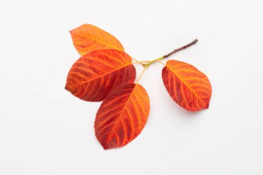 Sonbahar akçaağaç yaprakları beyaz arkaplanda izole edilmiş.