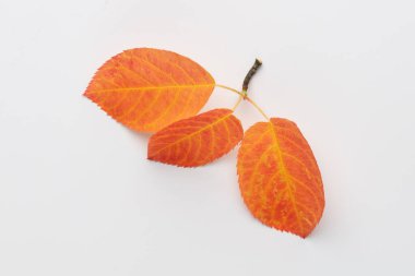 Sonbahar akçaağaç yaprakları beyaz arkaplanda izole edilmiş.