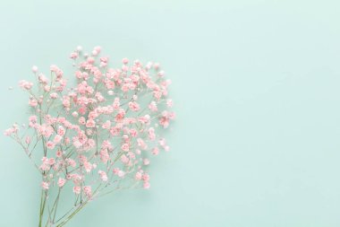 Pastel arka planda çingene çiçekleri. Düz konum, üst görünüm, kopyalama alanı.