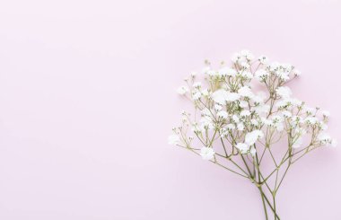 Pastel arka planda çingene çiçekleri. Düz konum, üst görünüm, kopyalama alanı.