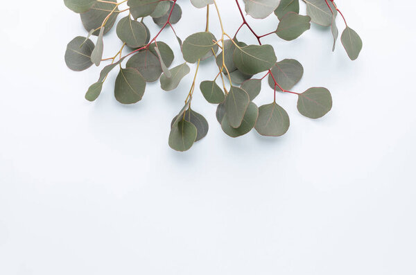 Green leaves eucalyptus on pastel background. flat lay, top view.