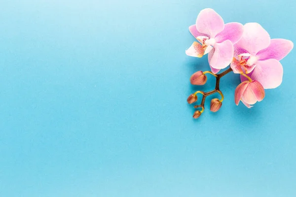 粉红兰花在油腻的背景上 温泉背景 — 图库照片