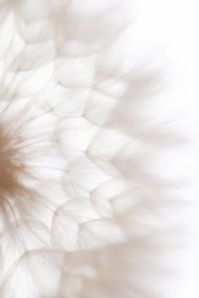 Abstract Dandelion Macro Flower Background Seed Macro Closeup Soft Focus — Stockfoto