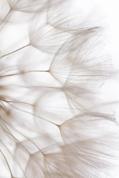 Streszczenie Tła Makro Kwiat Mniszka Lekarskiego Makro Zbliżenia Nasion Miękkie — Zdjęcie stockowe