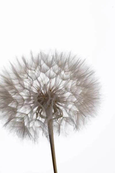 抽象タンポポのマクロの花の背景 シード マクロ閉鎖 ソフトフォーカス — ストック写真
