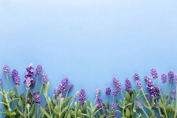 Лавандовые Цветы Пастельном Фоне Принято Вид Сверху Плоский — стоковое фото